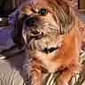 Coco is registered to the contest to win money with this photo: dog, small_dog, shaggy_dog, pet, animal, portrait, sitting, bed, bedroom, indoors, fur, brown_fur, white_fur, black_collar, open_mouth, teeth, wide_eyes, cute, cozy, close_up