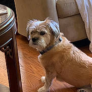 Coco joined the competition — help win amazing prizes! dog, small_dog, fluffy, tan_fur, white_fur, sitting, indoors, hardwood_floor, living_room, armchair, blanket, furniture, table, collar, pet, portrait, animal, alert, home, cozy