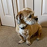 Coco is registered to the contest to win money with this photo: dog, small_dog, scruffy, fluffy, beard, brown_and_white, sitting, indoor, carpet, closet, doors, collar, pet, canine, portrait, side_profile, shaggy, cute, home, floor