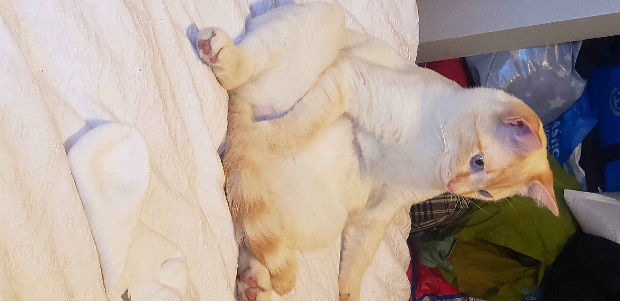 Whitey joined the competition — help win amazing prizes! canidae, carnivore, cat, claw, comfort, dog_breed, domestic_short_haired_cat, fang, fawn, felidae, fur, paw, small_to_medium_sized_cats, sporting_group, tail, terrestrial_animal, whiskers