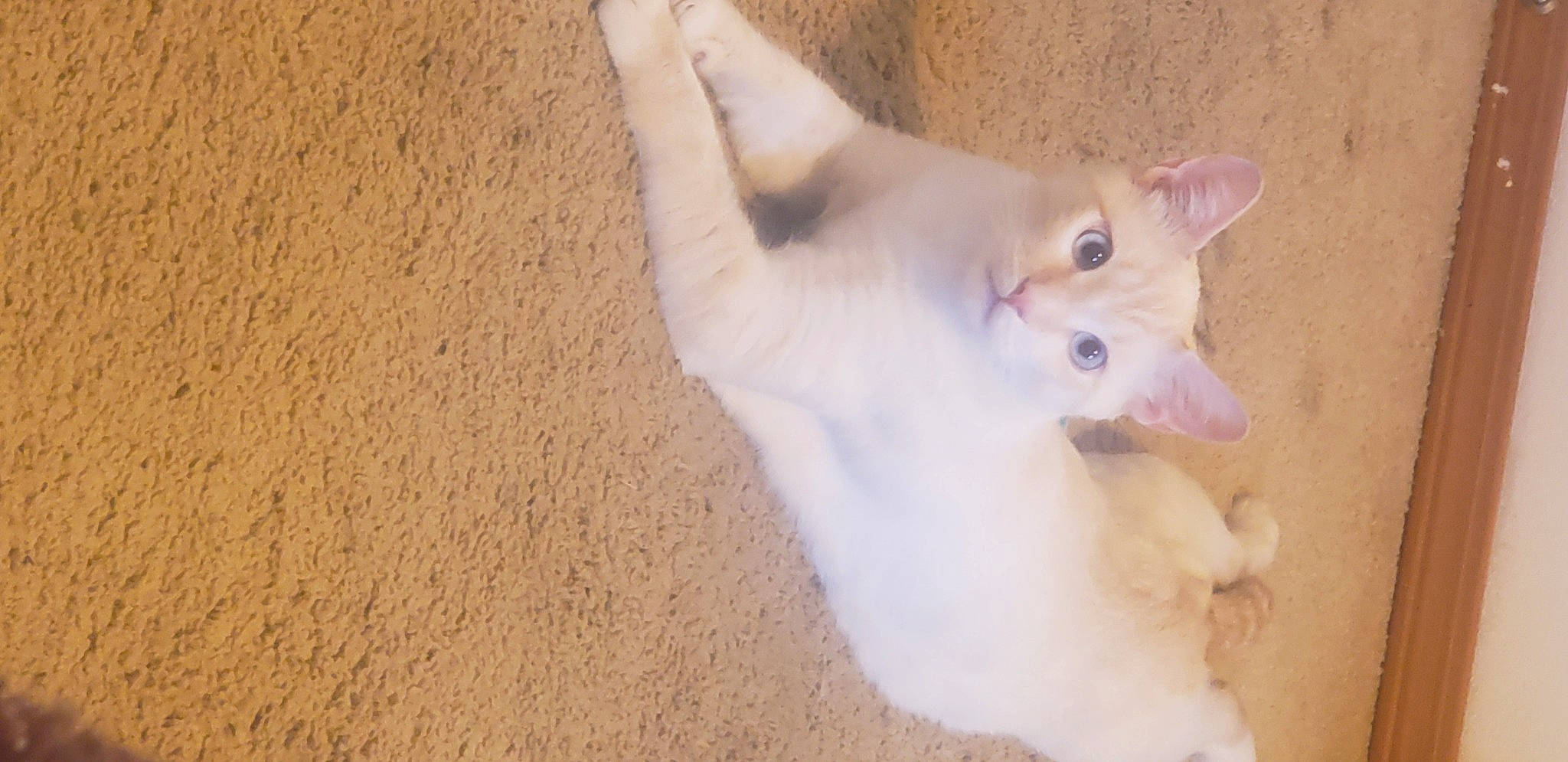 Whitey is registered to the contest to win money with this photo: carnivore, cat, dog_breed, domestic_short_haired_cat, fang, fawn, felidae, fur, paw, small_to_medium_sized_cats, snout, tail, terrestrial_animal, whiskers, wood