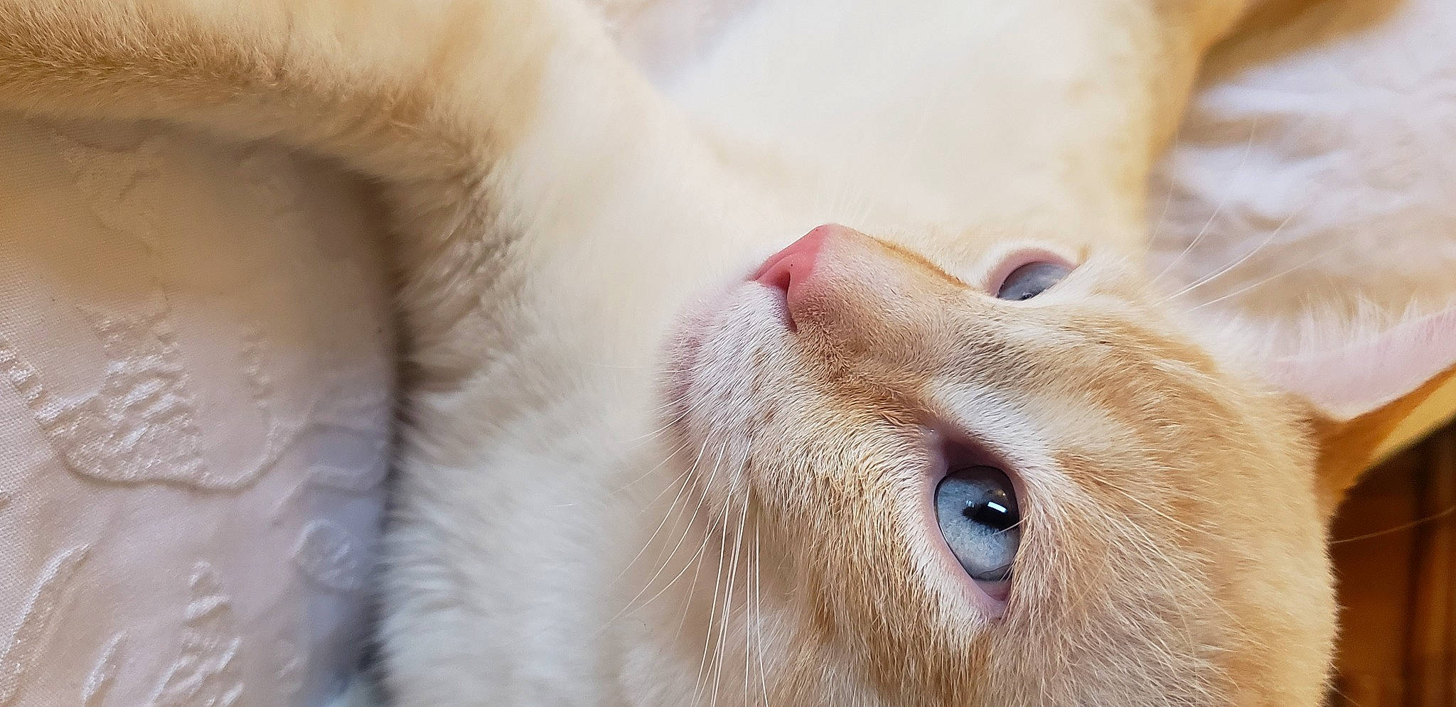 Whitey is registered to the contest to win money with this photo: carnivore, cat, close_up, ear, eye, eyelash, face, fawn, felidae, fur, head, human_body, liver, small_to_medium_sized_cats, snout, terrestrial_animal, whiskers, wildlife, working_animal, wrinkle