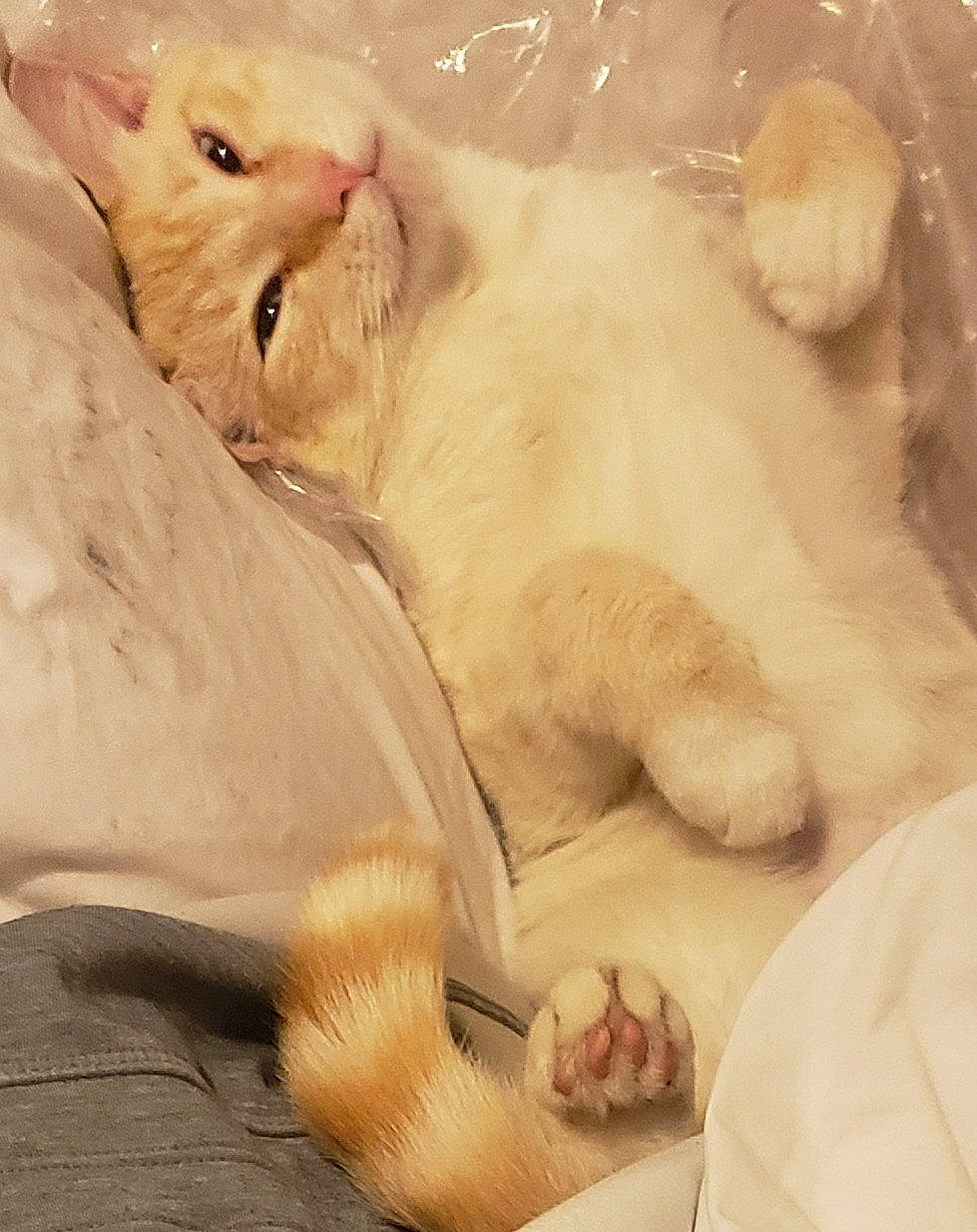 Whitey is registered to the contest to win money with this photo: bed, carnivore, cat, cat_bed, cat_supply, claw, comfort, domestic_short_haired_cat, ear, fang, fawn, felidae, fur, nap, paw, sleep, small_to_medium_sized_cats, snout, tail, whiskers