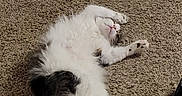 Zeus is registered to the contest to win money with this photo: cat, fluffy, relaxing, carpet, white, gray, black, feline, lying_down, indoor, pet, sleeping, cute, animal, whiskers, tail, paw, fur, cozy, resting