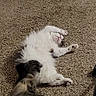 cat, fluffy, relaxing, carpet, white, gray, black, feline, lying_down, indoor, pet, sleeping, cute, animal, whiskers, tail, paw, fur, cozy, resting