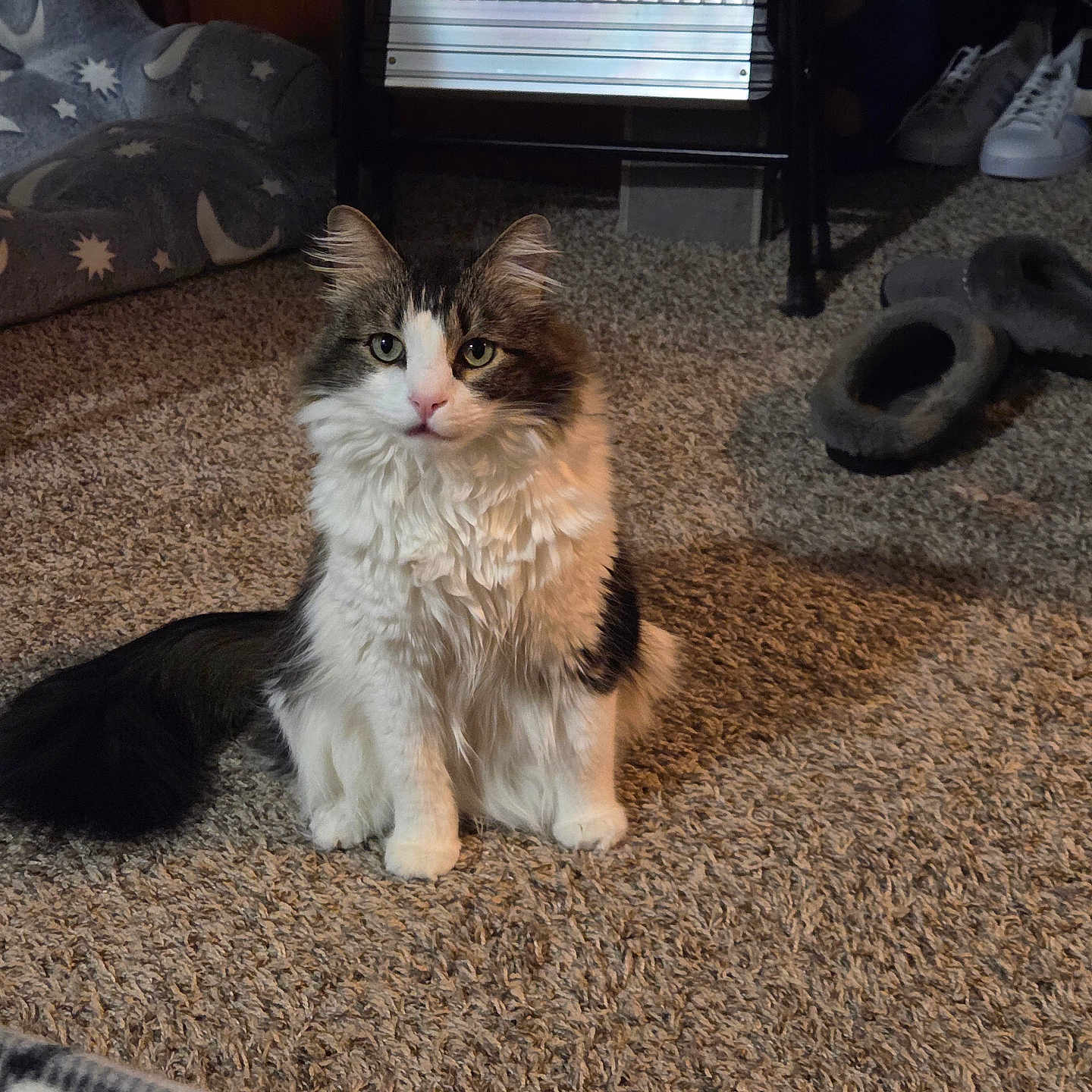 Zeus is registered to the contest to win money with this photo: cat, fluffy, indoor, carpet, slippers, pet_bed, furniture, cozy, white, grey, black, animal, cute, sitting, domestic, fur, whiskers, ears, tail, home