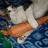 Zeus is registered to the contest to win money with this photo: cat, toy, fabric_carrot, feathers, blanket, blue, white_fur, brown_fur, paw, relaxed, indoor, pet, animal, cute, playful, soft, clutching, resting, fur, closeup