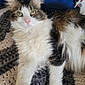 Zeus joined the competition — help win amazing prizes! cat, long_hair, fluffy, pink_nose, whiskers, crocheted_blanket, textured_blanket, blue_cushion, tabby_fur, white_fur, indoor, pet, relaxed, close_up, laying_down, curious_eyes, cozy, feline, soft_fur, domestic_animal