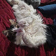 Zeus joined the competition — help win amazing prizes! animal, cat, comfortable, cozy, cute, domestic, feline, fluffy, indoor, paw, pet, pillow, quilt, relaxed, resting, sleepy, soft, tabby, whiskers, white