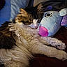 Zeus joined the competition — help win amazing prizes! animal, bed, cat, closeup, cozy, cute, domestic_animal, furry, indoor, pet, pillow, pink_nose, plush_toy, relaxing, resting, sleeping, soft, tabby, whiskers, white_fur