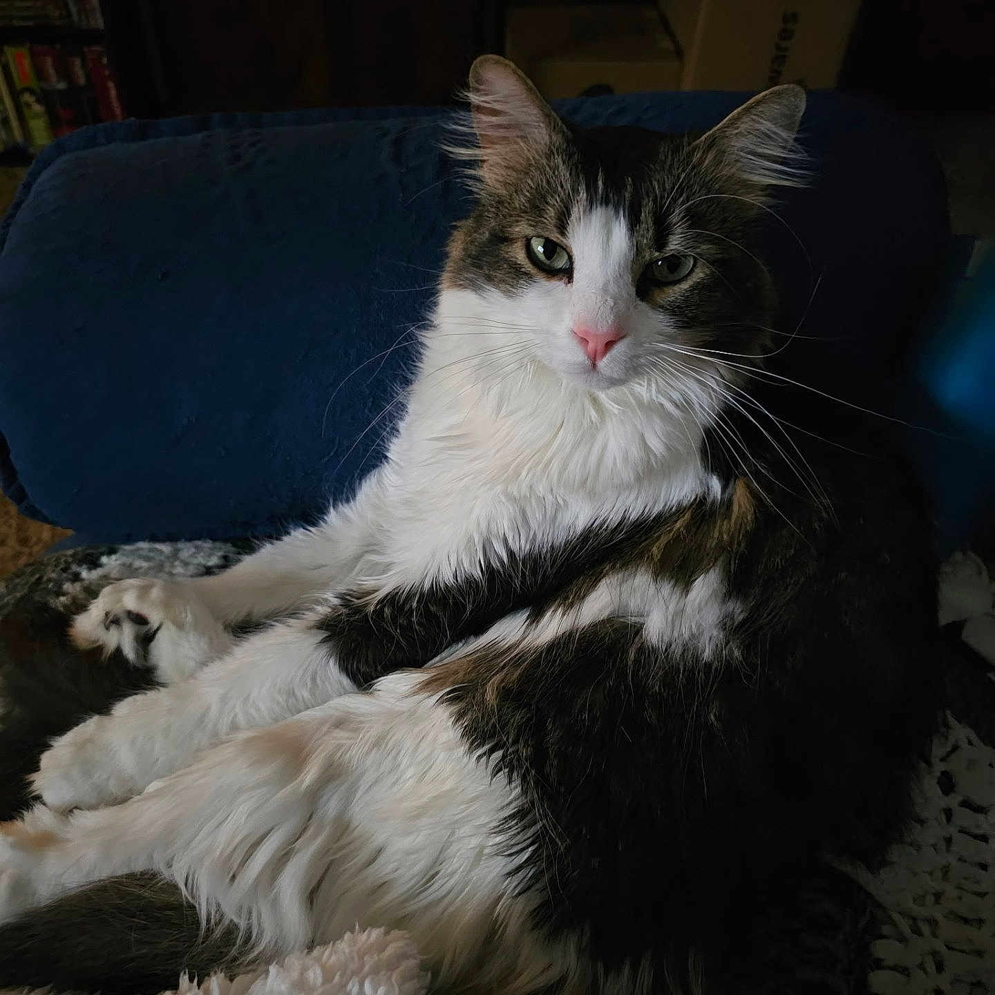 Zeus