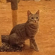 Grisette participe au concours pour gagner de l'argent avec cette photo : cat, gray_tabby, pet, indoor, scratch_pad, toy, bowl, curious, animal, feline, whiskers, ears, floor, fur, sitting, looking, domestic, cute, young_cat, playful