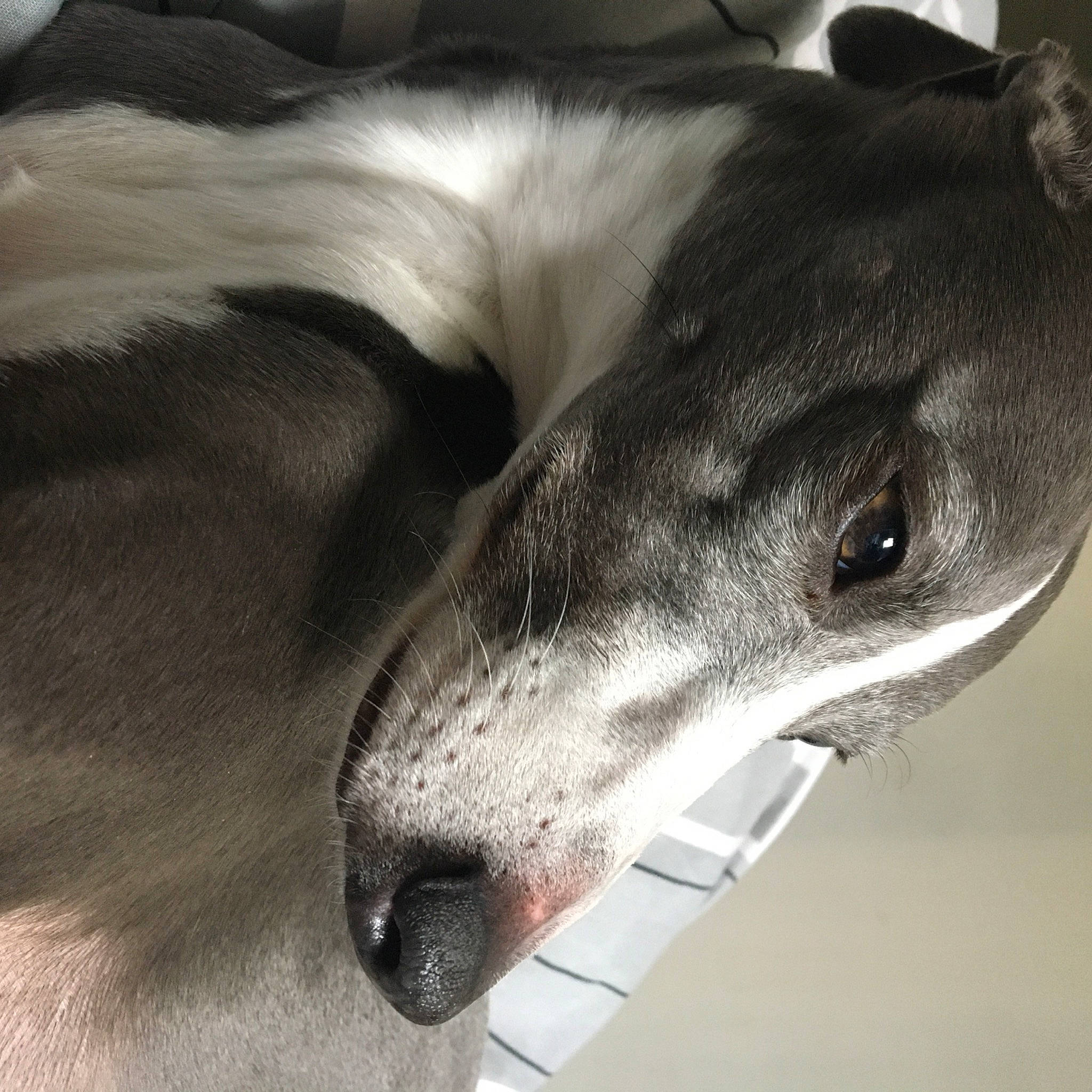 Nala participe au concours pour gagner de l'argent avec cette photo : canidae, carnivore, close_up, collar, companion_dog, corgi_chihuahua, dog, dog_breed, jaw, magyar_agar, monochrome_photography, non_sporting_group, rampur_greyhound, sighthound, snout, sporting_group, terrestrial_animal, whiskers, working_animal