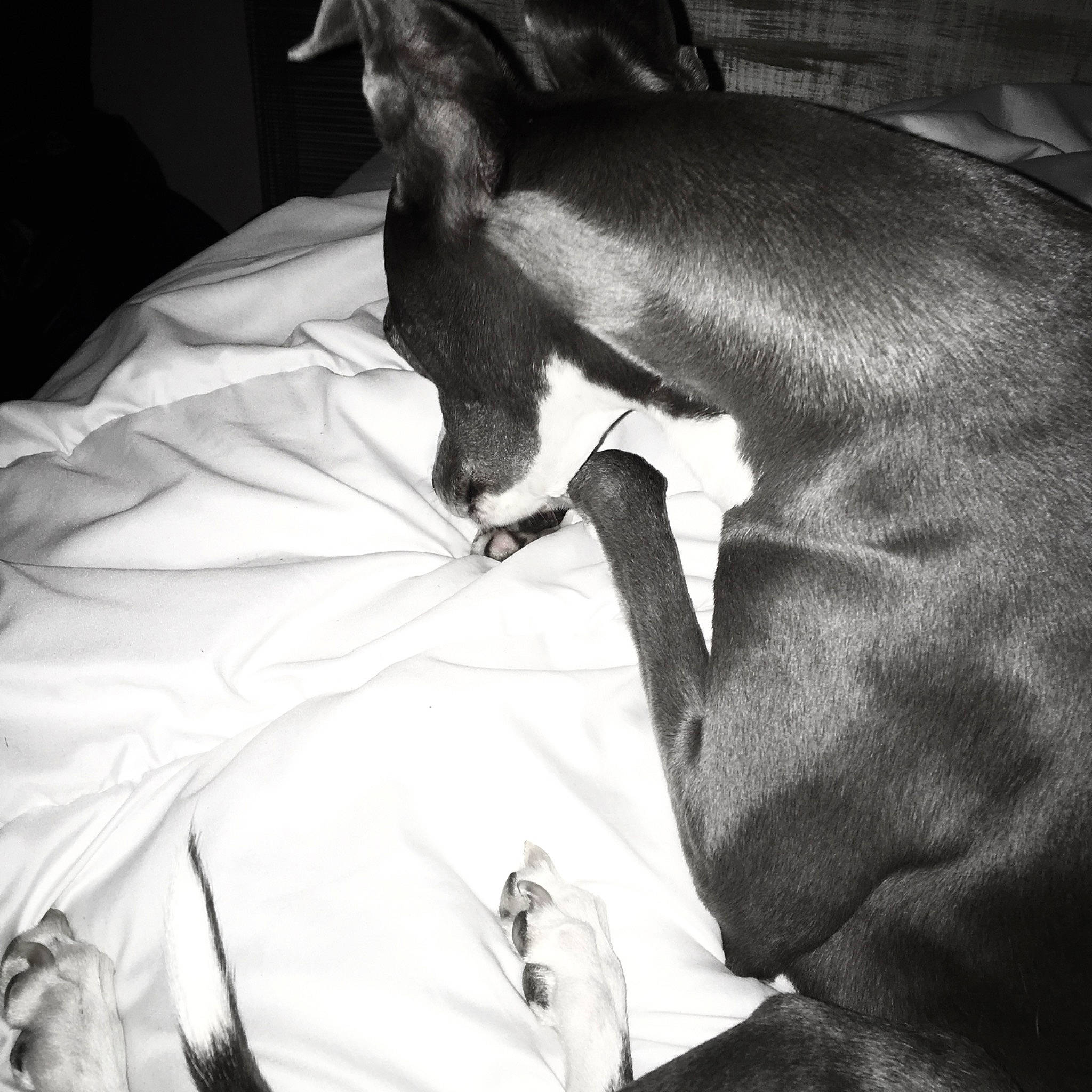 Nala participe au concours pour gagner de l'argent avec cette photo : bed, bedding, canidae, carnivore, comfort, companion_dog, dog, dog_breed, duvet, fur, gesture, grey, linens, monochrome, monochrome_photography, nap, sleep, tints_and_shades, toy_dog, whiskers