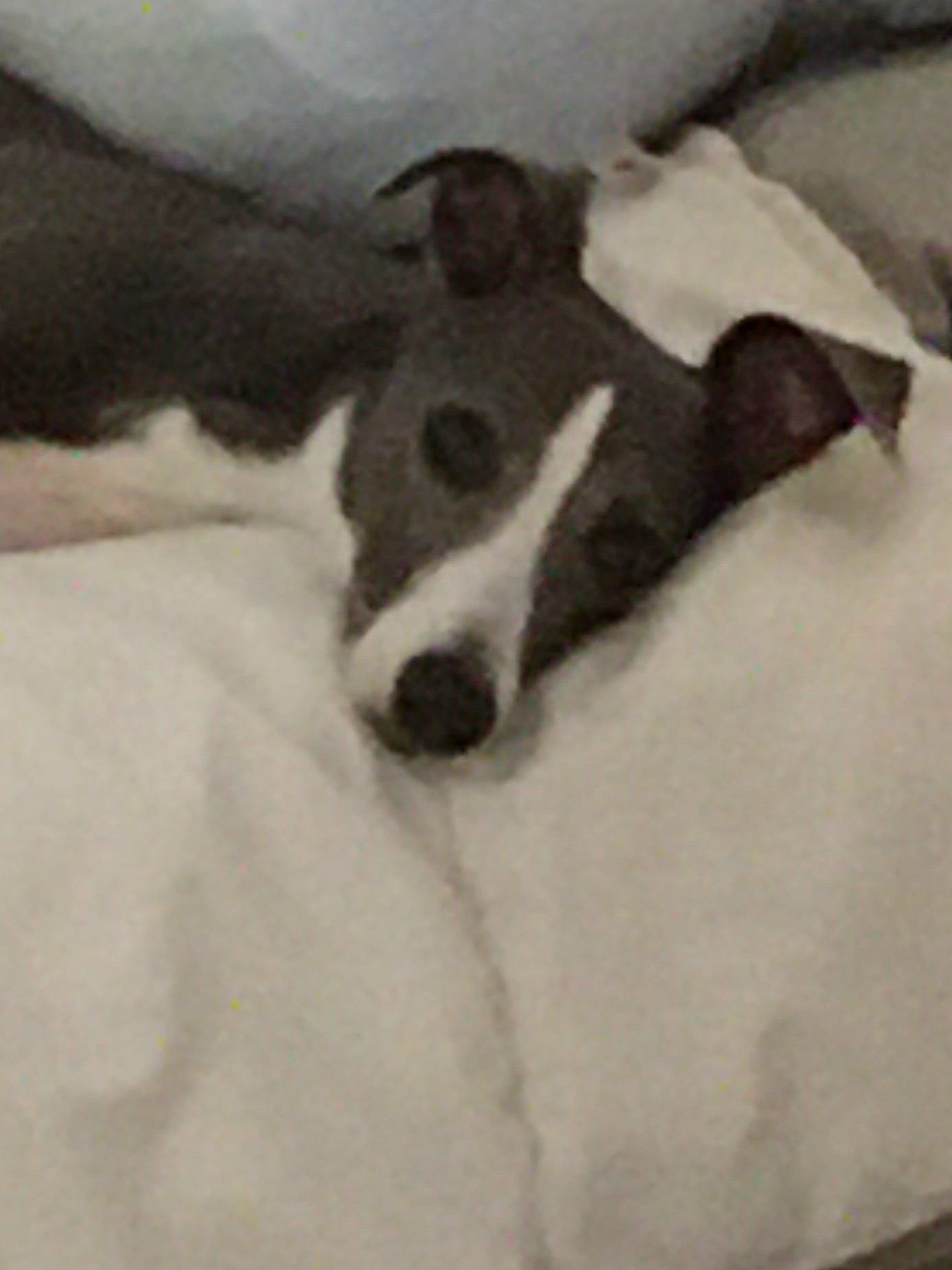 Nala a rejoint le concours — aidez-le/la à gagner de superbes lots ! canidae, carnivore, cloud, comfort, companion_dog, dog, dog_breed, fur, linens, monochrome, monochrome_photography, nap, non_sporting_group, paw, snout, sporting_group, terrestrial_animal, whiskers, working_animal