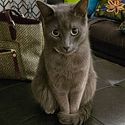 Misifu joined the competition — help win amazing prizes! cat, gray_cat, pet, animal, indoor, leather_ottoman, cushion, bag, patterned_bag, living_room, curious, sitting, tail, furniture, cozy, domestic, cute, closeup, eyes, paws