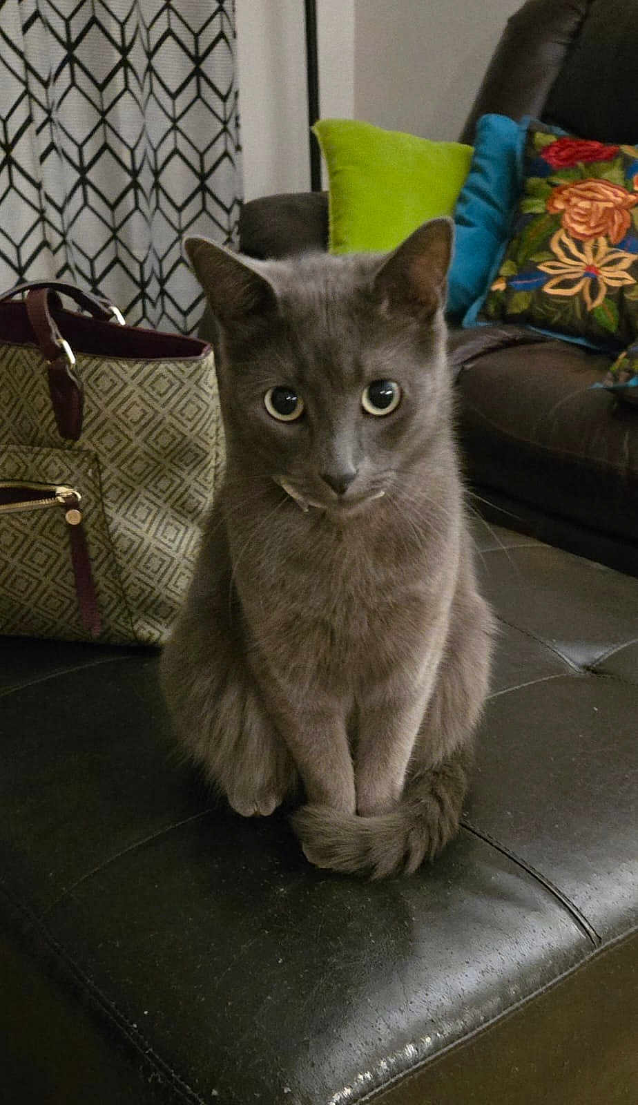 Misifu joined the competition — help win amazing prizes! cat, gray_cat, pet, animal, indoor, leather_ottoman, cushion, bag, patterned_bag, living_room, curious, sitting, tail, furniture, cozy, domestic, cute, closeup, eyes, paws