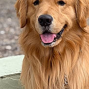 Woody joined the competition — help win amazing prizes! golden_retriever, dog, pet, animal, portrait, outdoor, happy, tongue_out, fur, canine, cute, friendly, muzzle, collar, leash, cactus, nature, smile, closeup, desert