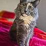 cat, fluffy, gray_cat, yellow_eyes, bed, indoor, pet, feline, curious, sitting, soft_fur, household, animal, portrait, domestic_cat, cozy, cute, whiskers, ears, furry