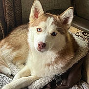 Ava is registered to the contest to win money with this photo: dog, husky, siberian_husky, blue_eyes, heterochromia, fluffy, lying_down, pet, canine, animal, portrait, indoors, car_interior, seat, cushion, blanket, leash, paws, fur, close_up