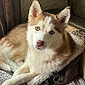 animal, blanket, blue_eyes, canine, car_interior, close_up, cushion, dog, fluffy, fur, heterochromia, husky, indoors, leash, lying_down, paws, pet, portrait, seat, siberian_husky