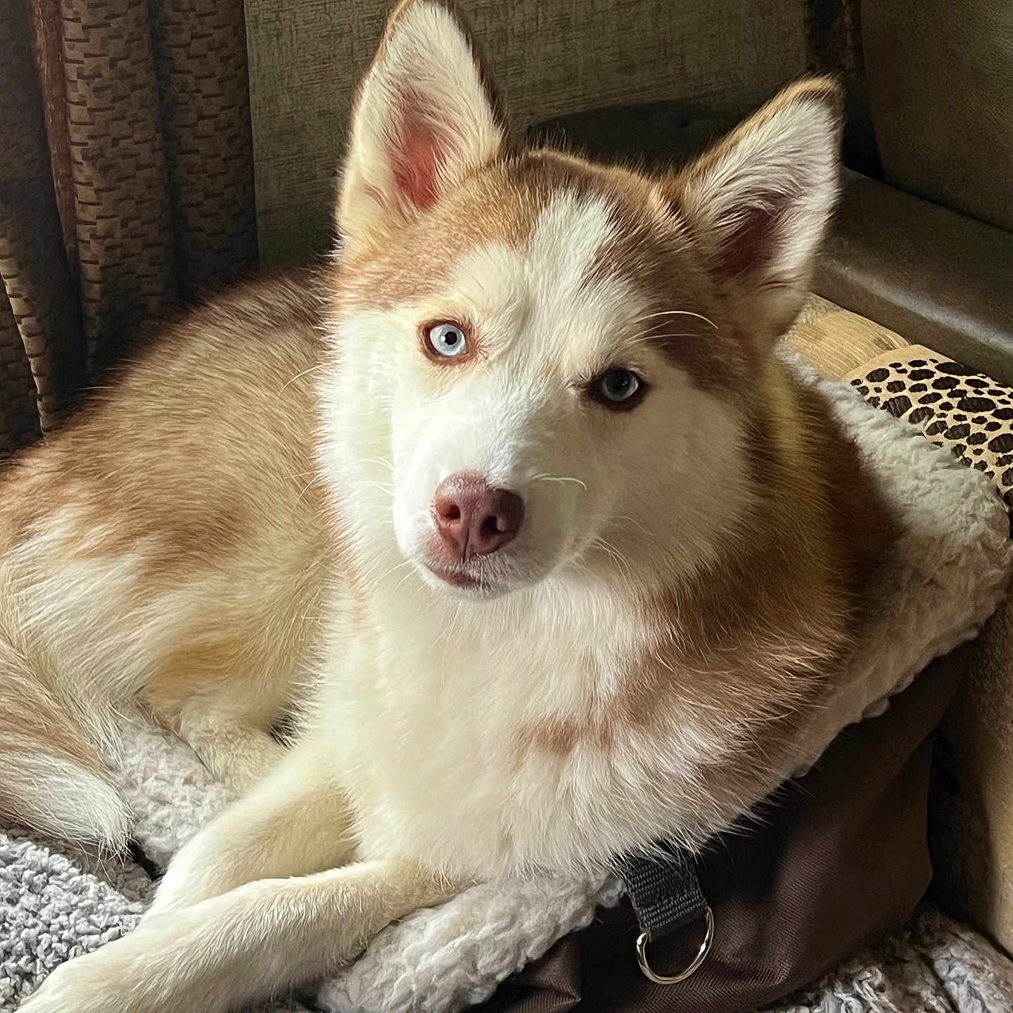 Ava is registered to the contest to win money with this photo: dog, husky, siberian_husky, blue_eyes, heterochromia, fluffy, lying_down, pet, canine, animal, portrait, indoors, car_interior, seat, cushion, blanket, leash, paws, fur, close_up