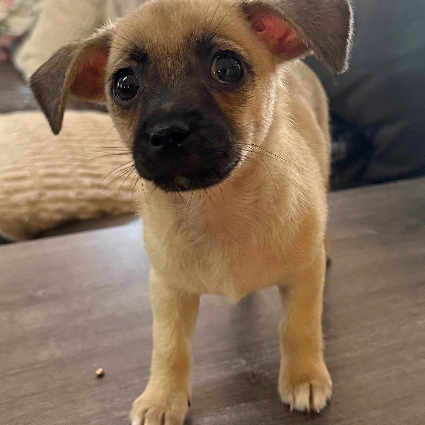 Chico