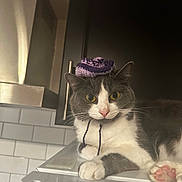 Scrump joined the competition — help win amazing prizes! appliance, cat, closeup, cute, domestic_animal, feline, fur, gray_cat, hat, indoor, kitchen, knitted_hat, paw, pet, portrait, relaxed, tile_wall, whiskers, white_cat, yellow_eyes