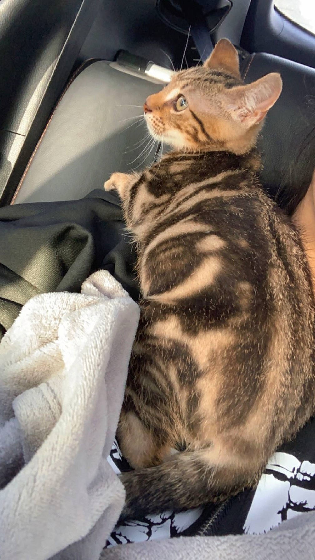 Tiger-lilly joined the competition — help win amazing prizes! auto_part, car_seat, carnivore, cat, comfort, domestic_short_haired_cat, fawn, felidae, fur, paw, sitting, small_to_medium_sized_cats, snout, tail, whiskers, windshield