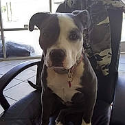 Lexus joined the competition — help win amazing prizes! dog, office_chair, black_chair, camouflage_jacket, window, indoor, tile_floor, pet, sitting, collar, leash, black_and_white_dog, ears, face, paw, tail, furniture, natural_light, looking_at_camera, domestic_animal