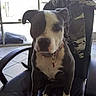 dog, office_chair, black_chair, camouflage_jacket, window, indoor, tile_floor, pet, sitting, collar, leash, black_and_white_dog, ears, face, paw, tail, furniture, natural_light, looking_at_camera, domestic_animal