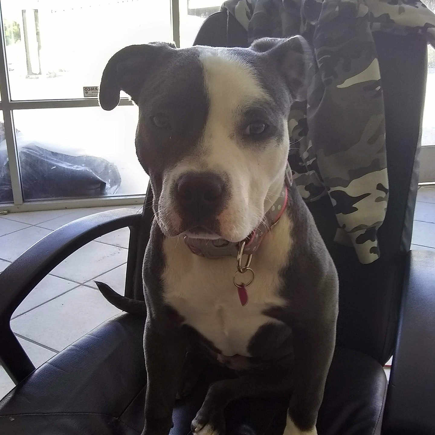 Lexus joined the competition — help win amazing prizes! dog, office_chair, black_chair, camouflage_jacket, window, indoor, tile_floor, pet, sitting, collar, leash, black_and_white_dog, ears, face, paw, tail, furniture, natural_light, looking_at_camera, domestic_animal