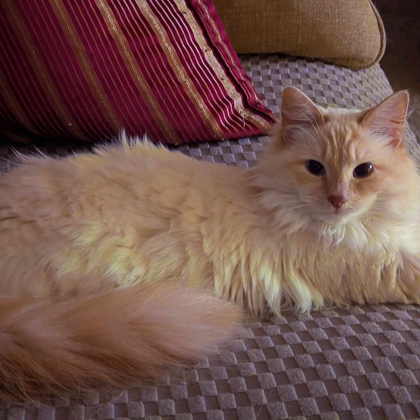Lucy is registered to the contest to win money with this photo: abyssinian, angora, animal, architecture, building, cat, chair, couch, cushion, furniture, homedecor, indoors, kitten, linen, livingroom, manx, pet, room, siamese, wood