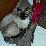 Chip a rejoint le concours — aidez-le/la à gagner de superbes lots !