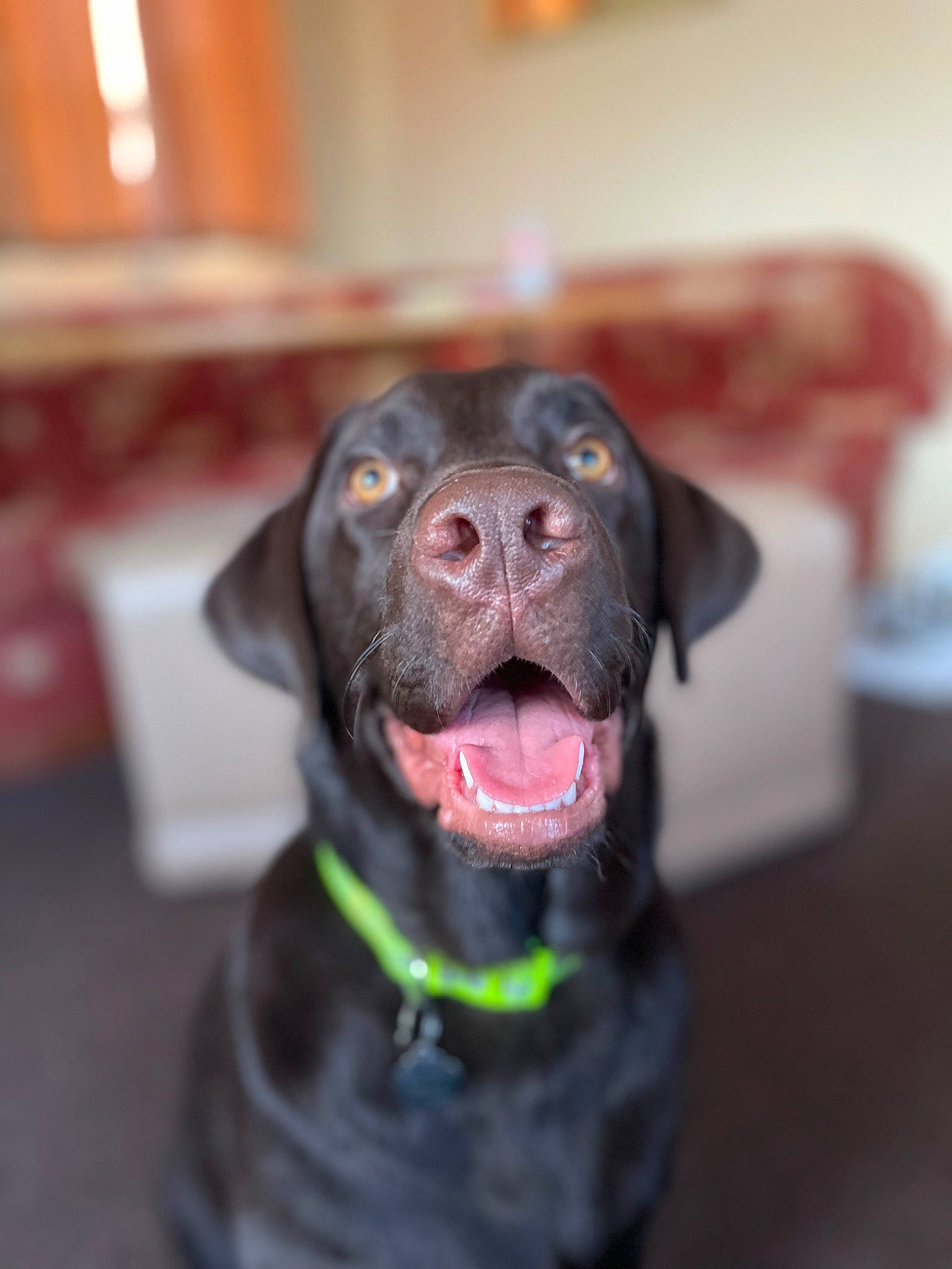 Bear joined the competition — help win amazing prizes! borador, canidae, carnivore, collar, companion_dog, dog, dog_breed, dog_collar, fur, guard_dog, gun_dog, hunting_dog, labrador_retriever, liver, personal_protective_equipment, retriever, snout, sporting_group, whiskers, working_animal