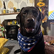Bear joined the competition — help win amazing prizes! dog, black_labrador, bandana, indoor, living_room, fireplace, sunflowers, decor, carpet, cushion, toy, pet, friendly, smiling, animal, cozy, home, furniture, relaxing, portrait