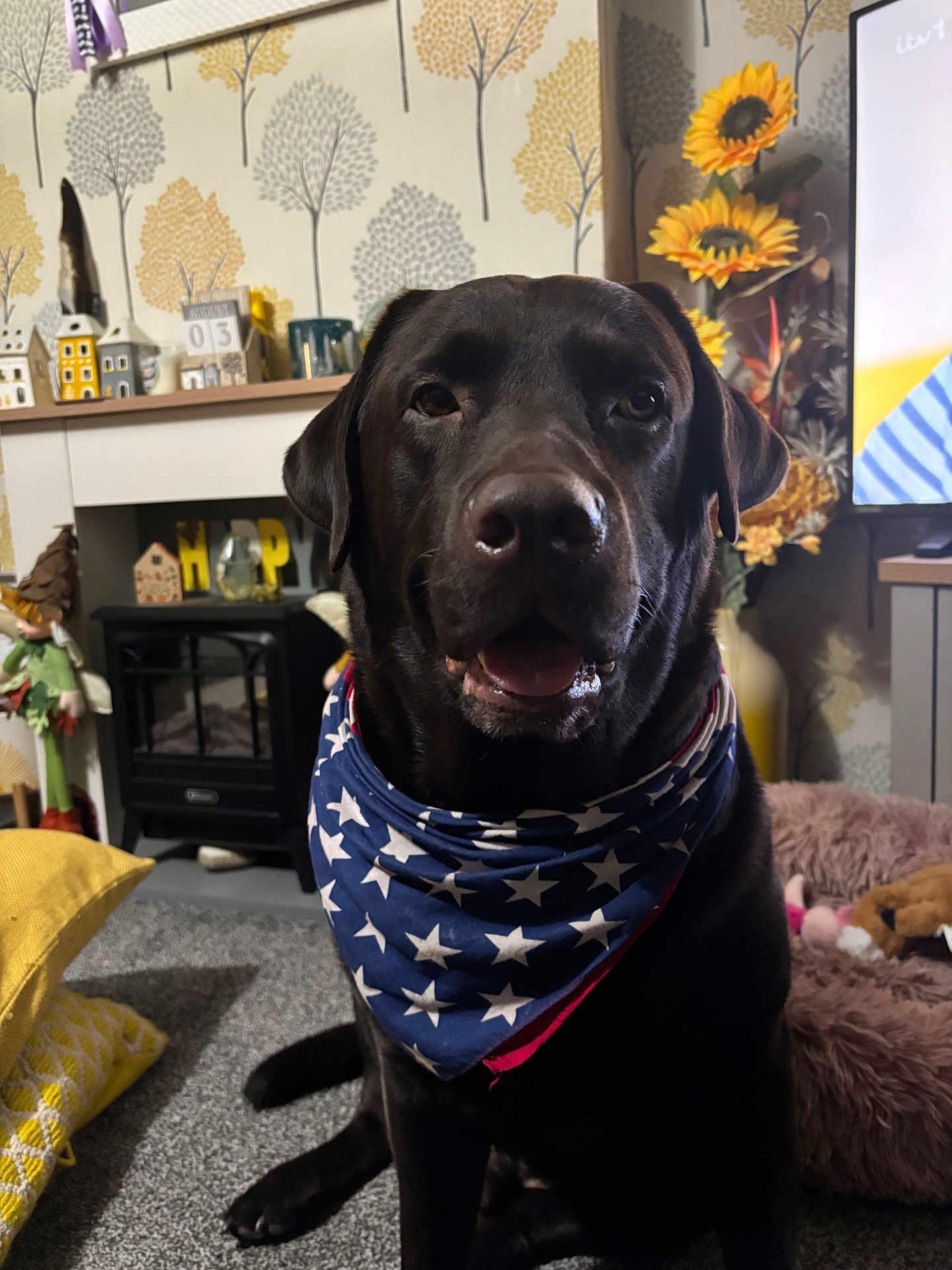 Bear