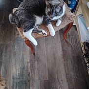 Scotty a rejoint le concours — aidez-le/la à gagner de superbes lots ! animal, cat, cozy, domestic, ears, flooring, fur, furniture, furry_stool, grey_cat, home, indoor, legs, pet, relaxed, resting, table, whiskers, white_paws, wooden_floor