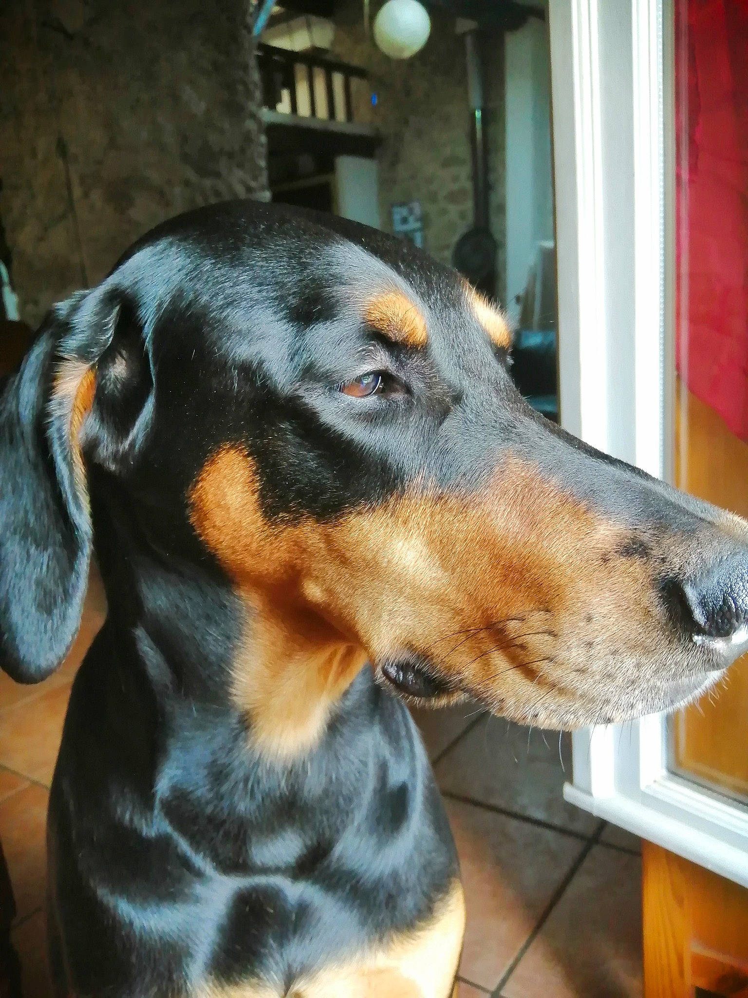 Kaya participe au concours pour gagner de l'argent avec cette photo : canidae, carnivore, collar, companion_dog, dog, dog_breed, ear, fur, guard_dog, hunting_dog, liver, pet_supply, snout, sporting_group, terrestrial_animal, whiskers, working_animal, working_dog