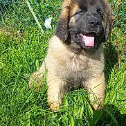 Anjoy a rejoint le concours — aidez-le/la à gagner de superbes lots ! puppy, dog, grass, greenery, outdoor, sunny, tongue_out, happy, fluffy, young_animal, pet, nature, fence, garden, stone_building, daylight, canine, cute, sitting, animal