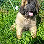 puppy, dog, grass, greenery, outdoor, sunny, tongue_out, happy, fluffy, young_animal, pet, nature, fence, garden, stone_building, daylight, canine, cute, sitting, animal