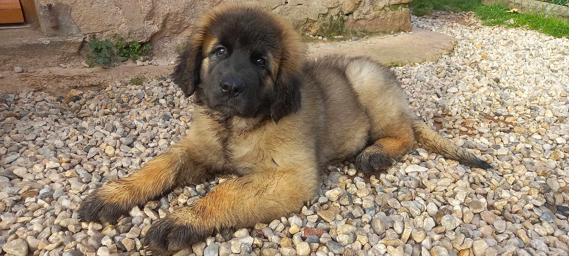 Anjoy a rejoint le concours — aidez-le/la à gagner de superbes lots ! puppy, dog, muddy, pebbles, outdoor, resting, fluffy, animal, young, cute, pet, fur, nature, grass, stone, playful, adorable, relaxed, young_dog, canine