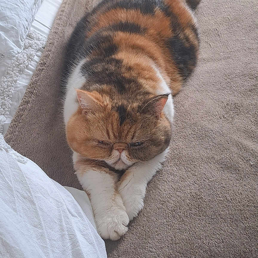 Swane a rejoint le concours — aidez-le/la à gagner de superbes lots ! cat, sleeping, indoor, bed, blanket, pillow, fluffy, calico, resting, cozy, feline, soft, animal, cute, pet, home, wallpaper, decor, relaxing, quiet