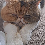 Swane participe au concours pour gagner de l'argent avec cette photo : cat, fluffy, chubby, paws, indoor, relaxed, sleepy, soft_fur, close_up, resting, cozy, brown, white, patterned_background, cute, pet, animal, feline, lying_down, portrait