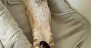 Malo a rejoint le concours — aidez-le/la à gagner de superbes lots ! cat, feline, pet, resting, blanket, relaxed, indoor, fur, whiskers, paws, tail, cute, animal, mammal, home, comfort, sleepy, cozy, looking, soft