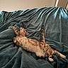 cat, tabby_cat, sleeping, stretching, bed, blanket, indoor, feline, relaxed, cozy, fur, whiskers, paw, tail, resting, domestic_cat, mammal, animal, quiet, peaceful