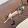 Malo participe au concours pour gagner de l'argent avec cette photo : cat, stretching, plush_toy, octopus, blanket, cozy, relaxed, indoor, feline, pet, brown, striped, animal, cute, resting, soft, comfort, playful, whiskers, tail
