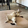 Malo a rejoint le concours — aidez-le/la à gagner de superbes lots ! cat, pet, indoor, cushion, beige, floor, tile_floor, furniture, chair, table, kitchen, curious, playful, resting, domestic, animal, whiskers, paws, ears, tail
