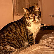 Jade a rejoint le concours — aidez-le/la à gagner de superbes lots ! bed, bedding, blanket, cat, cozy, curtain, ears, eyes, fur, home, indoor, night, pet, portrait, sitting, striped, tabby_cat, warm_lighting, whiskers, window