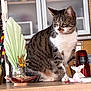 Jade a rejoint le concours — aidez-le/la à gagner de superbes lots ! appliance, cabinet, cat, countertop, curious, dried_flowers, figurine, fur, home_decor, indoor, jar, kitchen, looking, paws, pet, shelf, sitting, tabby_cat, tabletop, whiskers